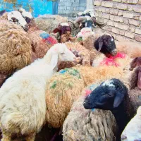 ۳۰راس میش بره جوان شیره دار|حیوانات مزرعه|سنندج, |دیوار