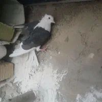 جفت دوکت یا پشتی جفت سفید اراکی با ی جوجه|پرنده|مرودشت, پشت سایپا‎|دیوار