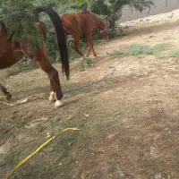 حیوانات|اسب و تجهیزات اسب‌سواری|بندرعباس, |دیوار