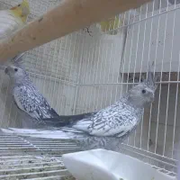 طوطی عروس هلندی|پرنده|تربتحیدریه, آسایش|دیوار