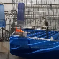 یاسمین طوسی نر و ماده پلاک پا|پرنده|شیراز, کوشک میدان|دیوار