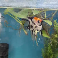 ماهی انجل کوی سایز بزرگ|ماهی|اصفهان, سعادت‌آباد|دیوار