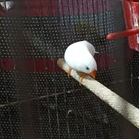 فنچ و عروس|پرنده|محلات, |دیوار