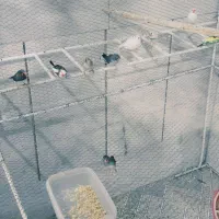 جفت مولد فنچ|پرنده|سیرجان, |دیوار