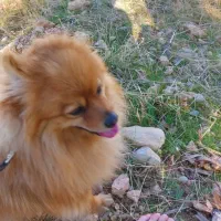 سگ پامرین روباهی|سگ|سیاخ دارنگون, |دیوار