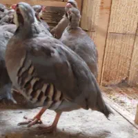بلدرچین