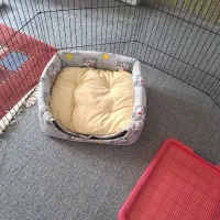 فروش لوازم جانبی سگ|لوازم جانبی حیوانات|جهرم, |دیوار