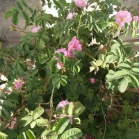 زیاستین بچگانه تا ۱۲ سال مناسبه