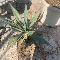 آلوورا ، آگاو|گل و گیاه طبیعی|اهواز, ۲۰۰دستگاه|دیوار