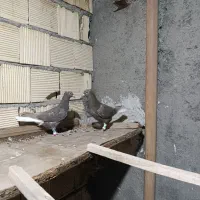 کفتر جوجه دم سفید قهوه ای|پرنده|فلاورجان, |دیوار