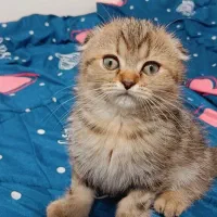 تخفیف ویژه برای واگذاری گربه اسکاتیش|گربه|لنگرود, |دیوار