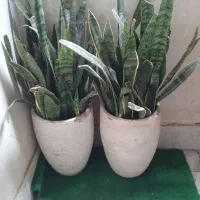 گل گلدان