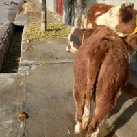 گوساله ماده|حراج|ملکان, |دیوار