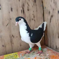 گمشده چپ سیاه