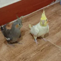 طوطی عروس هلندی