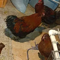 خروس بومی و محلی