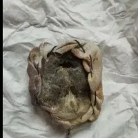 دعا.ی گل های بهاری