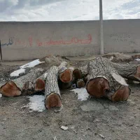 خرید انواع چوب تر و خشک|خدمات باغبانی و درختکاری|اسدآباد, |دیوار