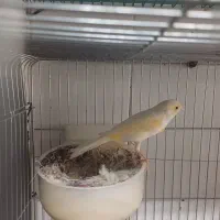 قناری رنگ روشن نو جفت جوان|پرنده|شاهینشهر, کوی مهدیه|دیوار