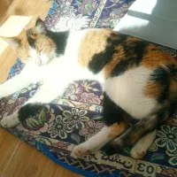 گربه ببری خوشکل