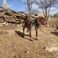 سگ دنبلانی|سگ|کالپوش, |دیوار