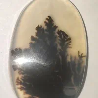 شجر هندی کلکسیونی
