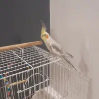 عروس هلندی نر وماده جفت