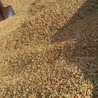 برنج عنبربو تیلکی|خوردنی و آشامیدنی|گتوند, |دیوار