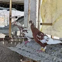 کبوتر سرور ،سرک،سیاه،شهری