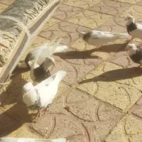 کبوتر طوقی شازده