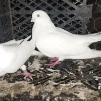کبوتر