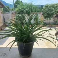 گل و گیاه و زیبا و دیدنی میدم|گل و گیاه طبیعی|تنکابن, |دیوار