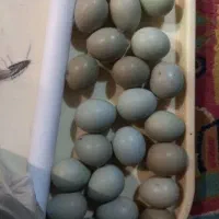 تخم پرنده