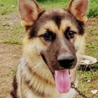 سگهای ژرمن قیمت توافقی