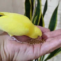 مرغ عشق دستی و‌ بازیگوش|پرنده|مشهد, کوثر|دیوار