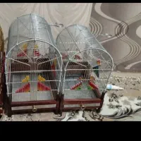 قفس دست بافت سهره قناری