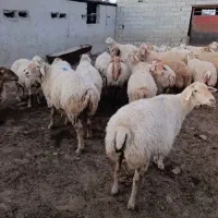 گوسفند فروشی|حیوانات مزرعه|اردبیل, |دیوار