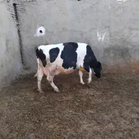 گاو شیری گاو ابستن گاو و گوساله