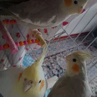 عروس هلندی اهلی و سخنگو