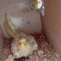 جفت مولد عروس هلندی