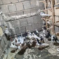 جوجه دورگ و رنگی|پرنده|فولادشهر, زاینده رود|دیوار
