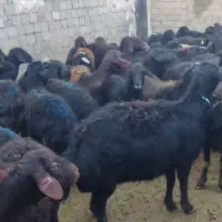 فروش گوسفند