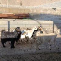 فروش بز ترکی|حیوانات مزرعه|مرودشت, محمد آباد|دیوار