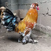 مرغ و خروس لهستانی