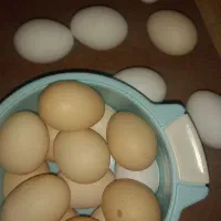 تخم مرغ محلی