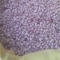 لوبیا‌چیتی‌وقرمز