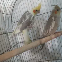 عروس هلندی ابلغ وخاکستری|پرنده|پاکدشت, پاکدشت (مامازند)|دیوار