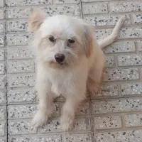 پاپی با ادب|سگ|فارسان, |دیوار