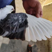 کفتر در بهبهان|پرنده|شیراز, بهارستان|دیوار