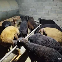 بره نر و ماده درجه یک|حیوانات مزرعه|احمدآبادمستوفی, |دیوار